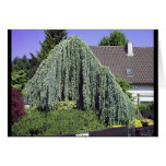 Obscure Tree Form cards