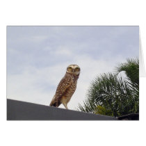 Observant Owl v2 Greeting Cards
