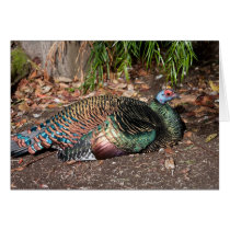Occellated Turkey Greeting Card
