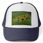 Occilated nudibranch feeding on sea grass hats
