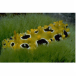 Occilated nudibranch feeding on sea grass photo sculptures
