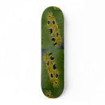 Occilated nudibranch feeding on sea grass skateboards
