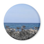 Ocean Beauty Refrigerator Magnets