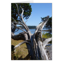 Ocean View Cards