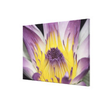 Oceania, Fiji, Purple Panama Pacifica Nymphea Canvas Print