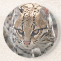 Ocelot Coaster