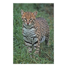 OCELOT Leopardus pardalis) CENTRAL AMERICA Photo
