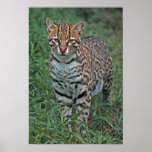 OCELOT Leopardus pardalis) CENTRAL AMERICA posters