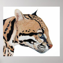 Ocelot
