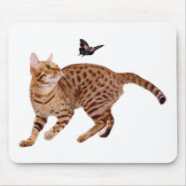 Ocicat Cat & Butterfly