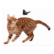 Ocicat Cat & Butterfly Post Card