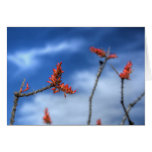 Ocotillo Blooms Greeting Card