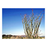 Ocotillo In Flower Announcement
