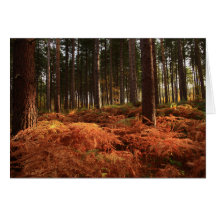 October Light Greeting Cards
