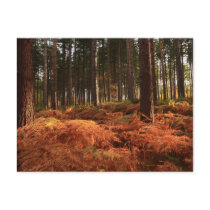 October Light