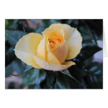 October Rose Greeting Cards