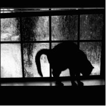 October Showers Cat Silhouette At Window 2 B&W