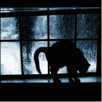 October Showers Cat Silhouette At Window 2 Blue