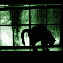 October Showers Cat Silhouette At Window 2 Green