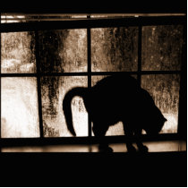 October Showers Cat Silhouette At Window 2 Orange