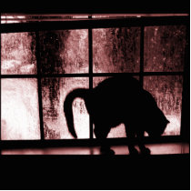 October Showers Cat Silhouette At Window 2 Red