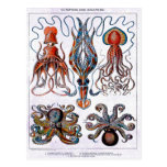 Octopus Educational Plate Postcard