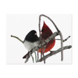Odd Couple - Birds in the Bush Post Card