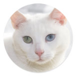 odd-eyed white cat close up face stickers