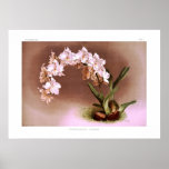 Odontoglossum crispum posters