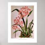 Odontoglossum edwardii posters