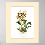 Odontoglossum grande,Custom border posters