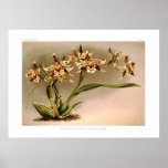 Odontoglossum hallii xanthoglossum posters