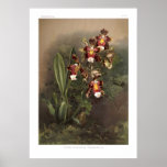 Odontoglossum harryanum posters