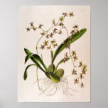 Odontoglossum Hastatum posters
