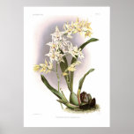 Odontoglossum hebraicim posters
