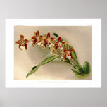 Odontoglossum luteo-purpureum posters