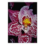 Odontoglossum orchid  flowers greeting cards