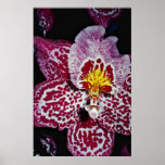 Odontoglossum orchid  flowers posters