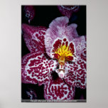 Odontoglossum orchid posters