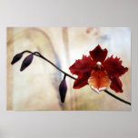 Odontoglossum orchid - Print
