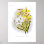 Odontoglossum orchids posters