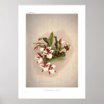 Odontoglossum rossii posters