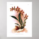 Odontoglossum triumphans posters