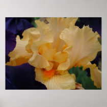 OFFICE ART Prints Irises Peach Purple Iris Flowers