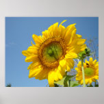 OFFICE ART SUNFLOWER Sun Flowers Art Prints Art