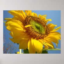 OFFICE ART SUNFLOWER Sun Flowers Art Prints Art