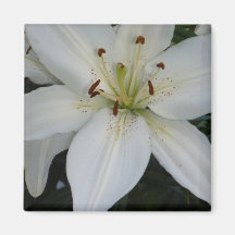 Offset White Lily Magnets