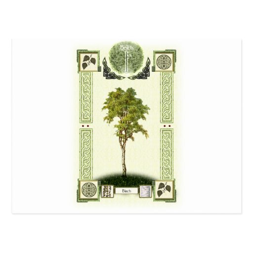 Ogham Birch Postcards