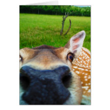 Oh Hai!, greeting card