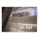 oh hai LOLcat cards
